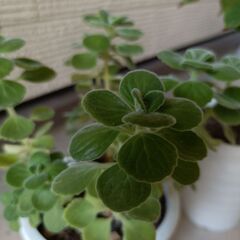 観葉植物☆とにかく育てやすい☆アロマティカスとコーヒの木セットでの画像