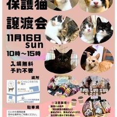 第15回猫の保譲猫渡会