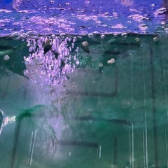 カワニナ　貝　掃除屋　10匹200円より　 　の画像