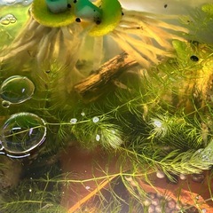 カワニナ　貝　掃除屋　10匹200円より　 　の画像