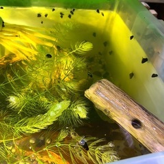 カワニナ　貝　掃除屋　10匹200円より　 　の画像