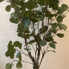 【11/3まで】ユーカリ・フェイク観葉植物の画像