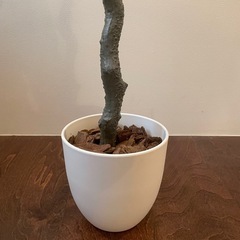 【11/3まで】ユーカリ・フェイク観葉植物の画像