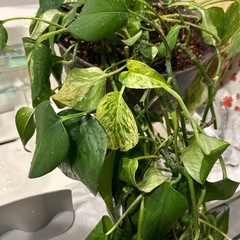 ポトス　観葉植物　8号鉢の画像