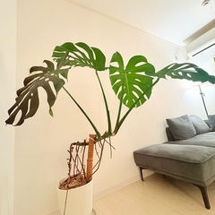 観葉植物 モンステラ 130cmの画像
