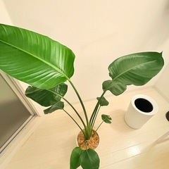 観葉植物 105cmストレリチア（オーガスタ）の画像