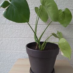 観葉植物Ａの画像