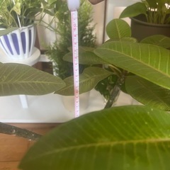 美しい花の植物。の画像