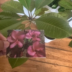 美しい花の植物。の画像