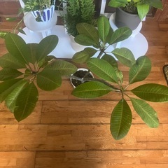 美しい花の植物。の画像