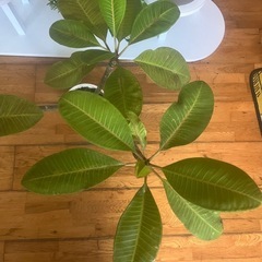 美しい花の植物。の画像