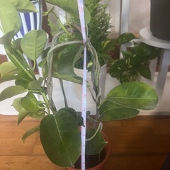 最低価格で美しい観葉植物。の画像