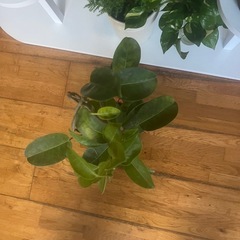 最低価格で美しい観葉植物。の画像