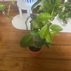 最低価格で美しい観葉植物。の画像