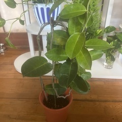 最低価格で美しい観葉植物。の画像