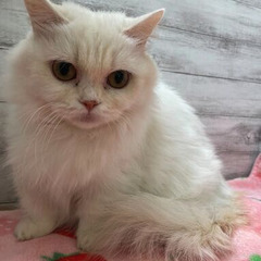 ミヌエット:ロングコートの美しい毛並み