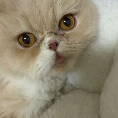 11月2日🌸✨すみれペットクリニック様でマンチカン🐈の譲渡会