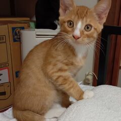 元気な茶白ちゃん、人慣れしてます