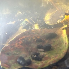 スジエビ　水草アナカリス　カワニナ　セットの画像