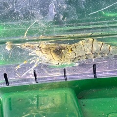 スジエビ　水草アナカリス　カワニナ　セットの画像