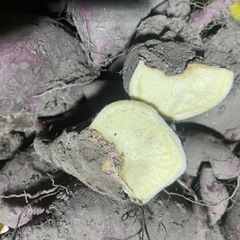 さつまいも［食害］安納芋、紅はるか　2.5キロの画像