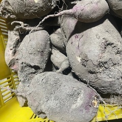 さつまいも［食害］安納芋、紅はるか　2.5キロの画像