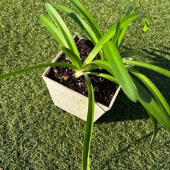 宿根草 アガパンサス　ムラサキクンシラン　一鉢の画像