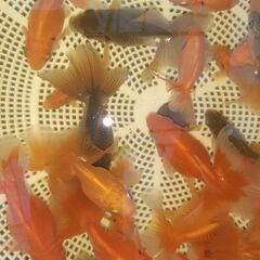 土佐錦魚・土佐錦（土佐金）稚魚25匹程度の画像