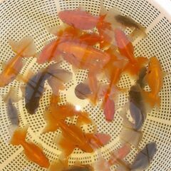 土佐錦魚・土佐錦（土佐金）稚魚25匹程度の画像