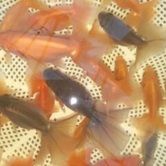 土佐錦魚・土佐錦（土佐金）稚魚25匹程度の画像