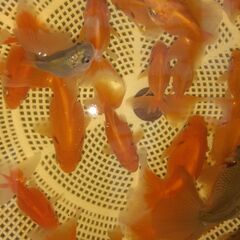 土佐錦魚・土佐錦（土佐金）稚魚25匹程度の画像