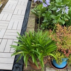 宿根草 アガパンサス　ムラサキクンシラン　一鉢の画像