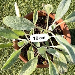 エンジェルウィング（セネシオ） 天使の羽の画像