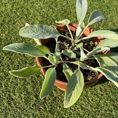 エンジェルウィング（セネシオ） 天使の羽の画像