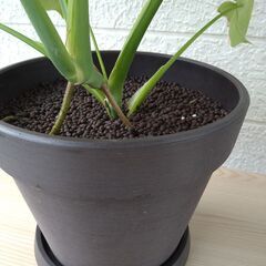 観葉植物Ａの画像