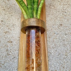 水耕栽培したサンセベリアファーンウッドと壁かけ/ハンガーの画像