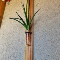 水耕栽培したサンセベリアファーンウッドと壁かけ/ハンガーの画像