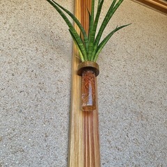 水耕栽培したサンセベリアファーンウッドと壁かけ/ハンガーの画像