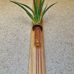 水耕栽培したサンセベリアファーンウッドと壁かけ/ハンガーの画像