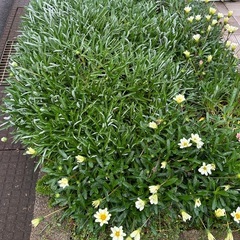 好きなだけどうぞ☆ 宿根ガザニアの画像