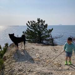 縄文柴犬岡山県限定