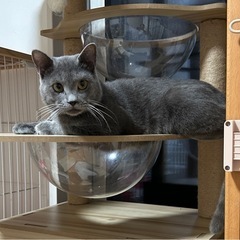 グレー猫の陽向くん