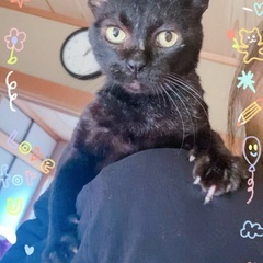 生後8ヶ月〜1歳くらいの可愛い男の子です　黒猫　大人しい　去勢手...