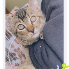生後３〜４ヶ月くらいの可愛い子猫ちゃんです🐱里親さん募集中です