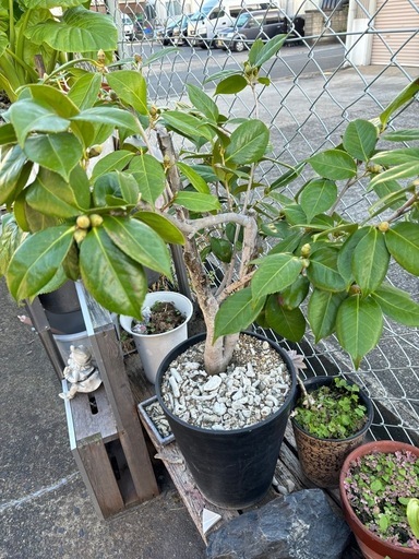 {急募}椿, ツバキ, 苗, ガーデニング,