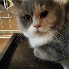 11月2日🌸✨すみれペットクリニック様でマンチカン🐈️の譲渡会