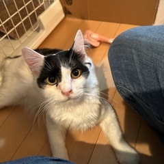 陽飛(はるひ)くん 白黒猫