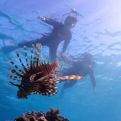 マリンスタッフ（無資格可）の画像