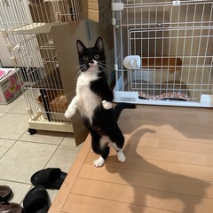 陽愛(ひあ)ちゃん 黒多めの白黒猫