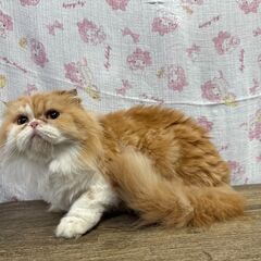 11月2日🌸✨すみれペットクリニック様でスコティッシュ🐈の譲渡会